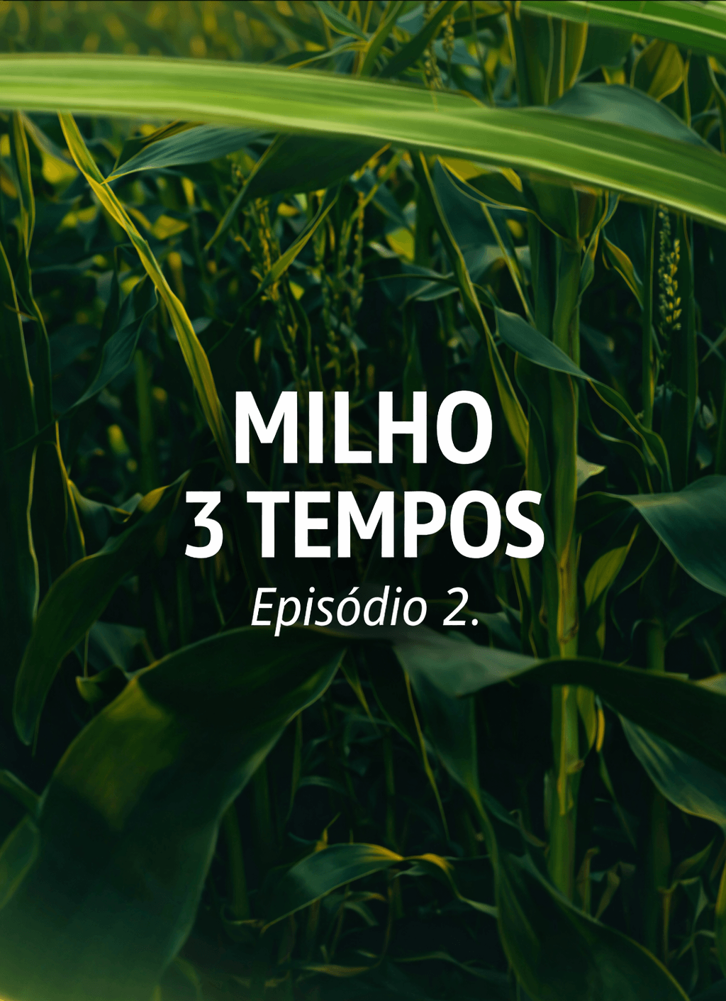 Milho 3 Tempos - Episódio 2