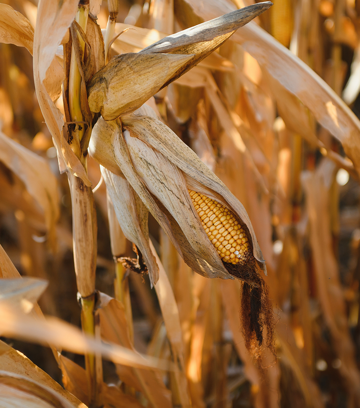 Resultados comprovados no campo